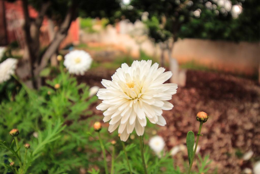 Flower Garden Villa Ksamil Exterior photo