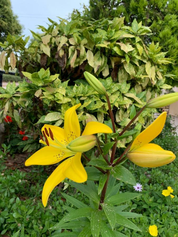 Flower Garden Villa Ksamil Exterior photo